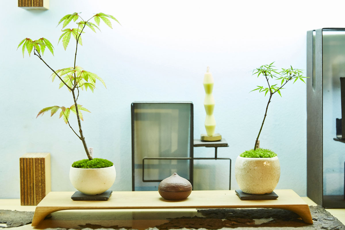 1200_keshikibonsai01