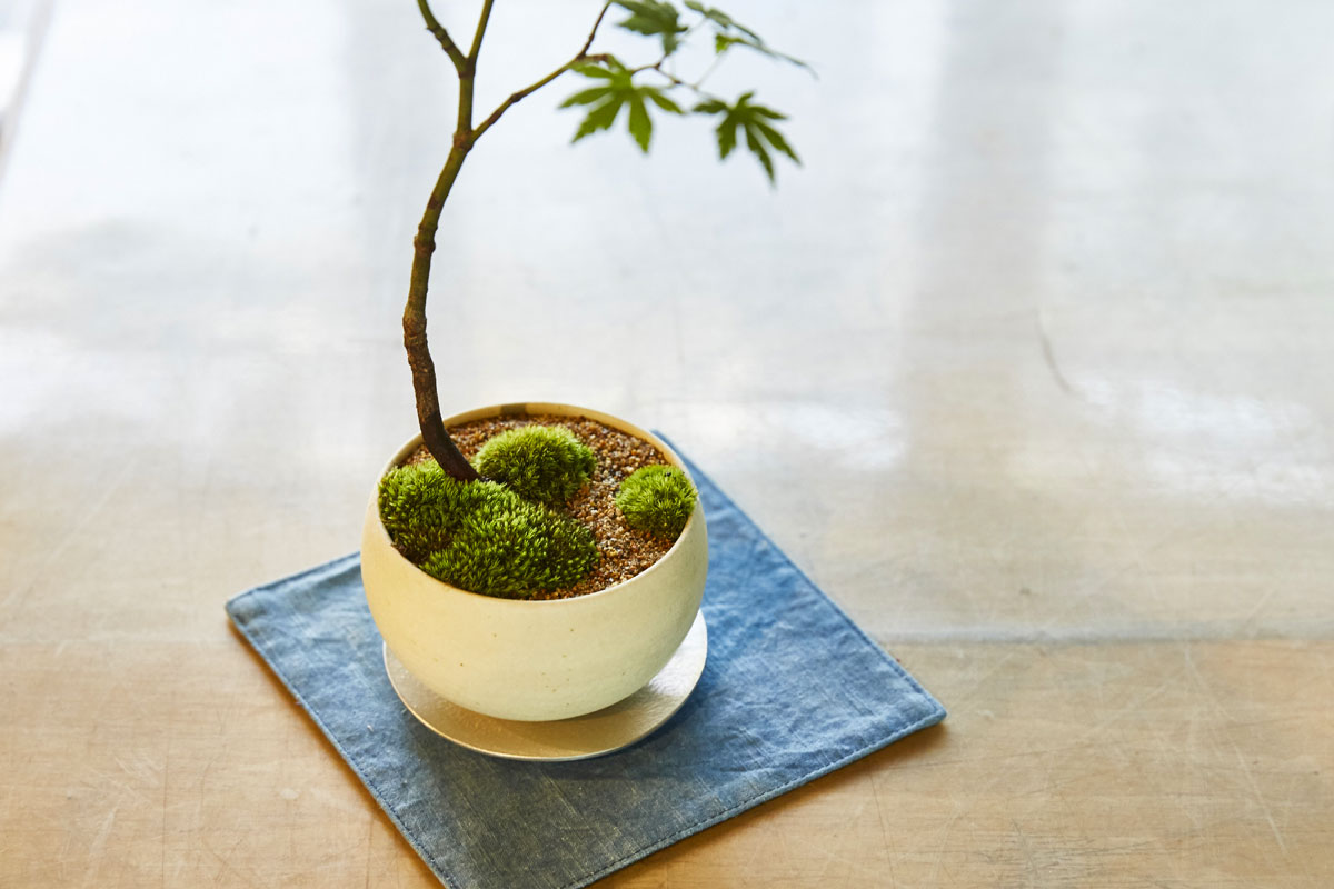 1200_keshikibonsai05