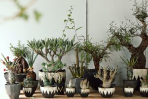 塊根植物のカリスマ・横町 健氏が手掛ける、スペシャリティショップ「ボタナイズ」がすごい!