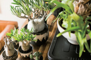 塊根植物、アガベ、ユーフォルビアなど男らしい植物が大人気！人気品種や鉢、植え替え方法、ショップを紹介。