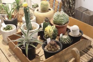 部屋を観葉植物でおしゃれに見せる! グリーンインテリア専門店のおすすめ4選。