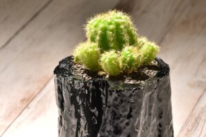 こんな鉢植え待っていた! 一目惚れ間違いない「EN_」の和洋折衷な鉢植え多肉植物。