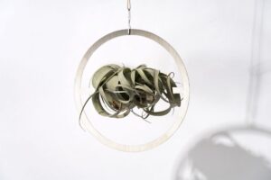 SMALL GOOD THINGSのプランツモビールでハンギングプランツに挑戦してみた!