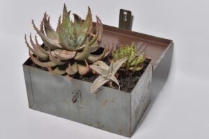 金属感が植物をより魅力的に惹きたてる! メタルケース・プランツのすすめ。